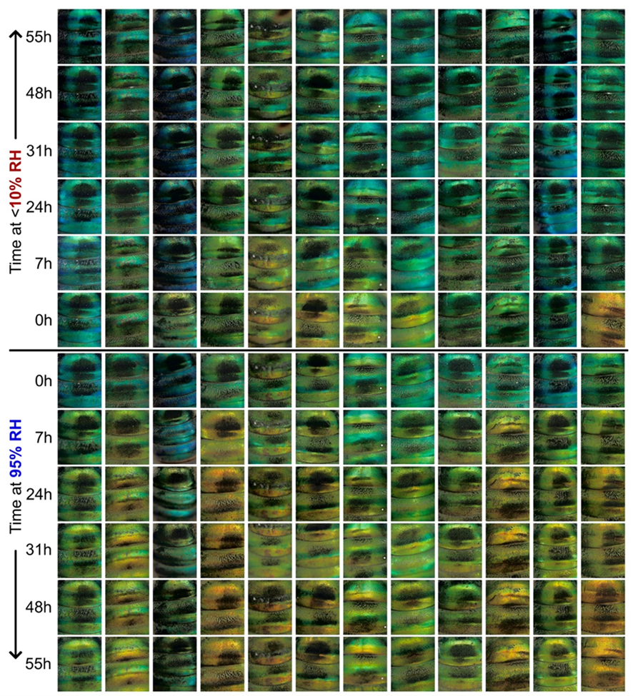A grid of bee abdomens showing the colour change over time at two different humidities. 